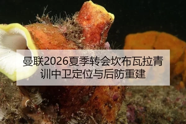 曼联2026夏季转会坎布瓦拉青训中卫定位与后防重建